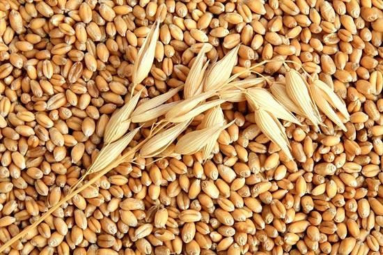Рекордный урожай пшеницы в России может стать проблемой для американских фермерских хозяйств